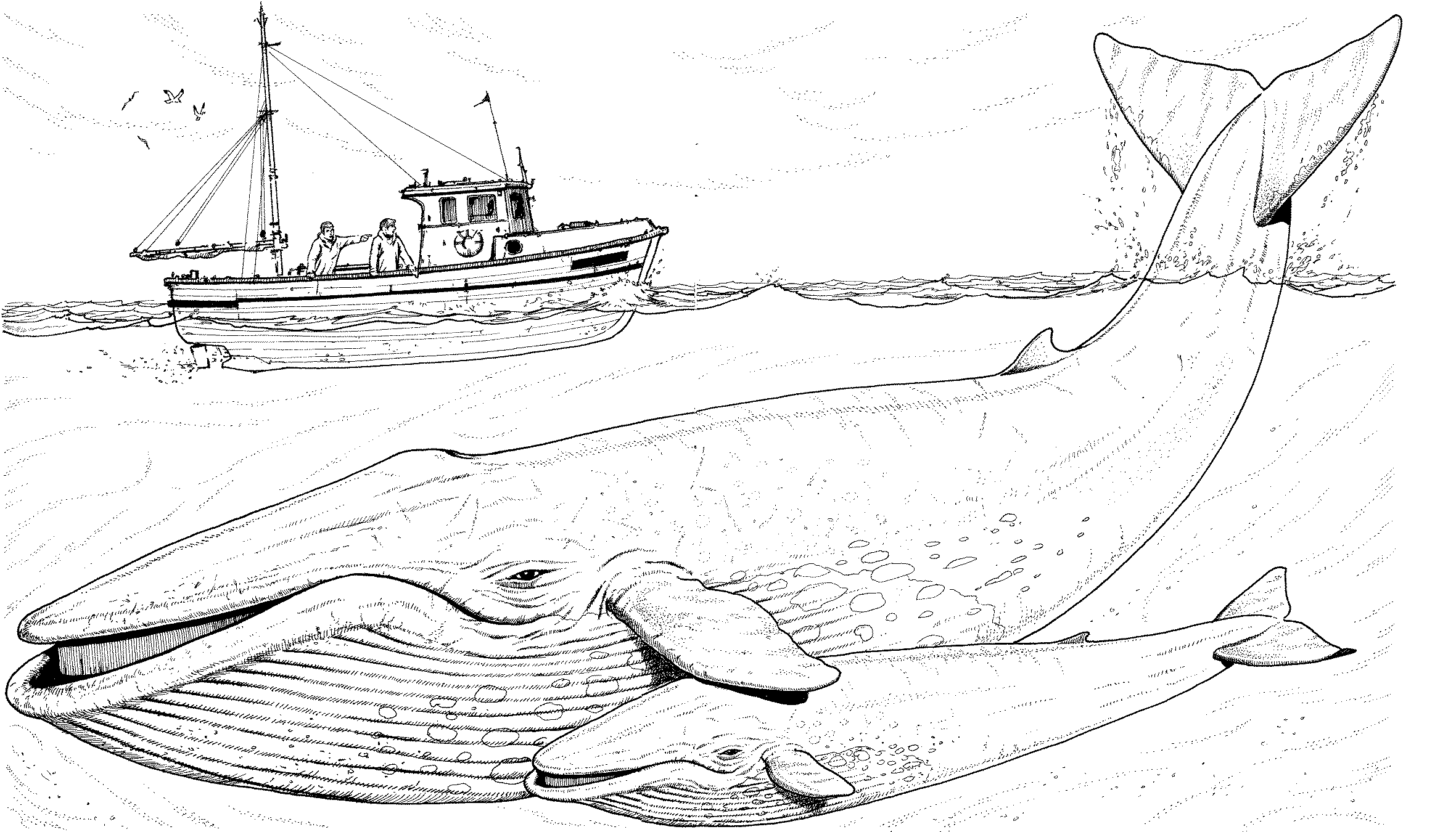 Whale Coloring Pages