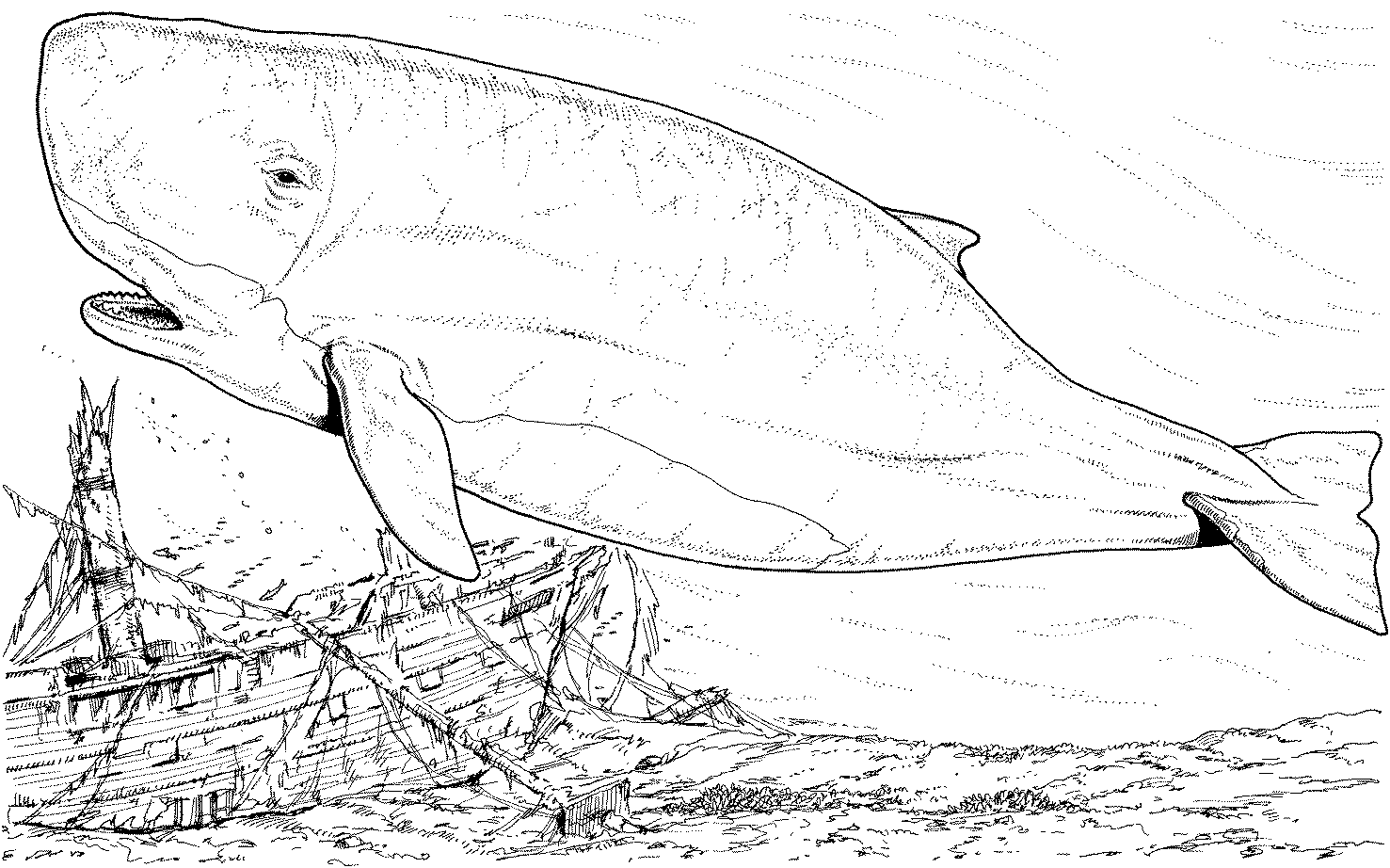 beluga whale coloring page