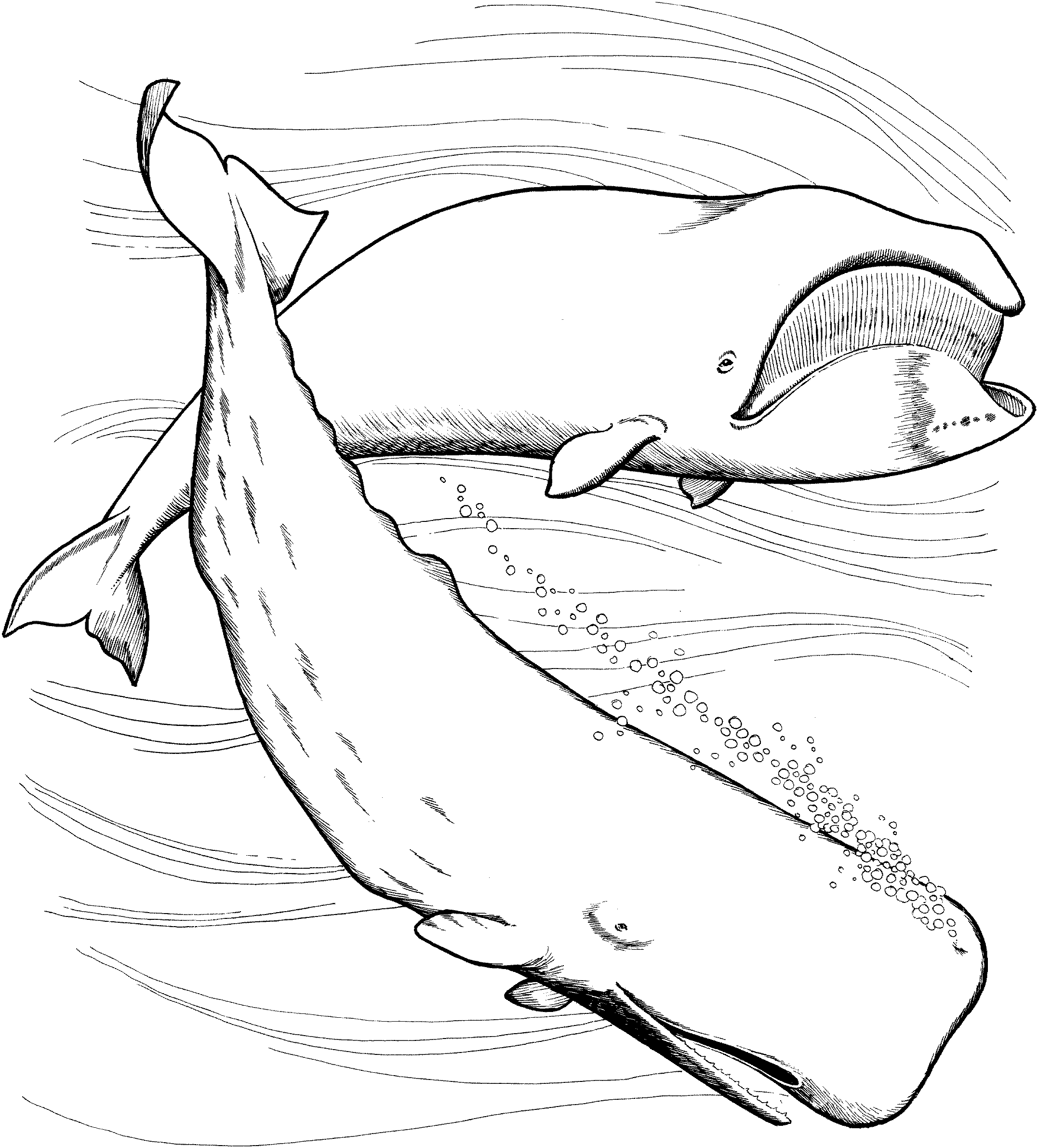 Whale Coloring Pages