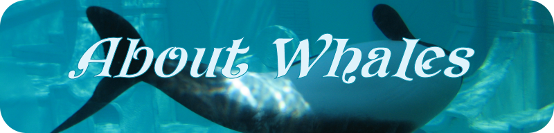 About Whales