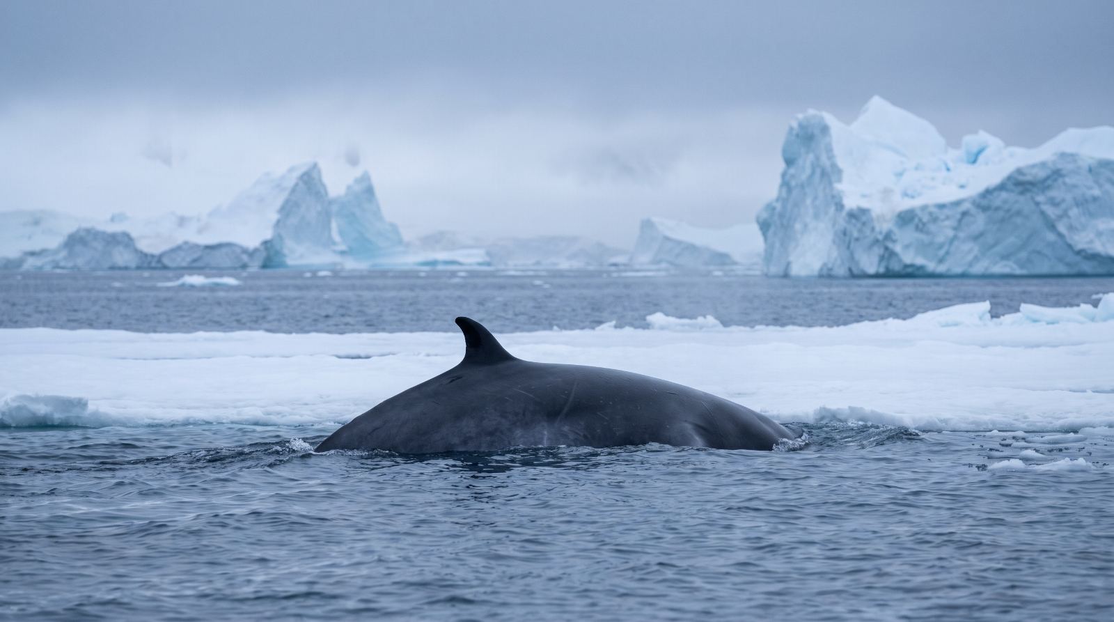 Antarctic Minke Whales