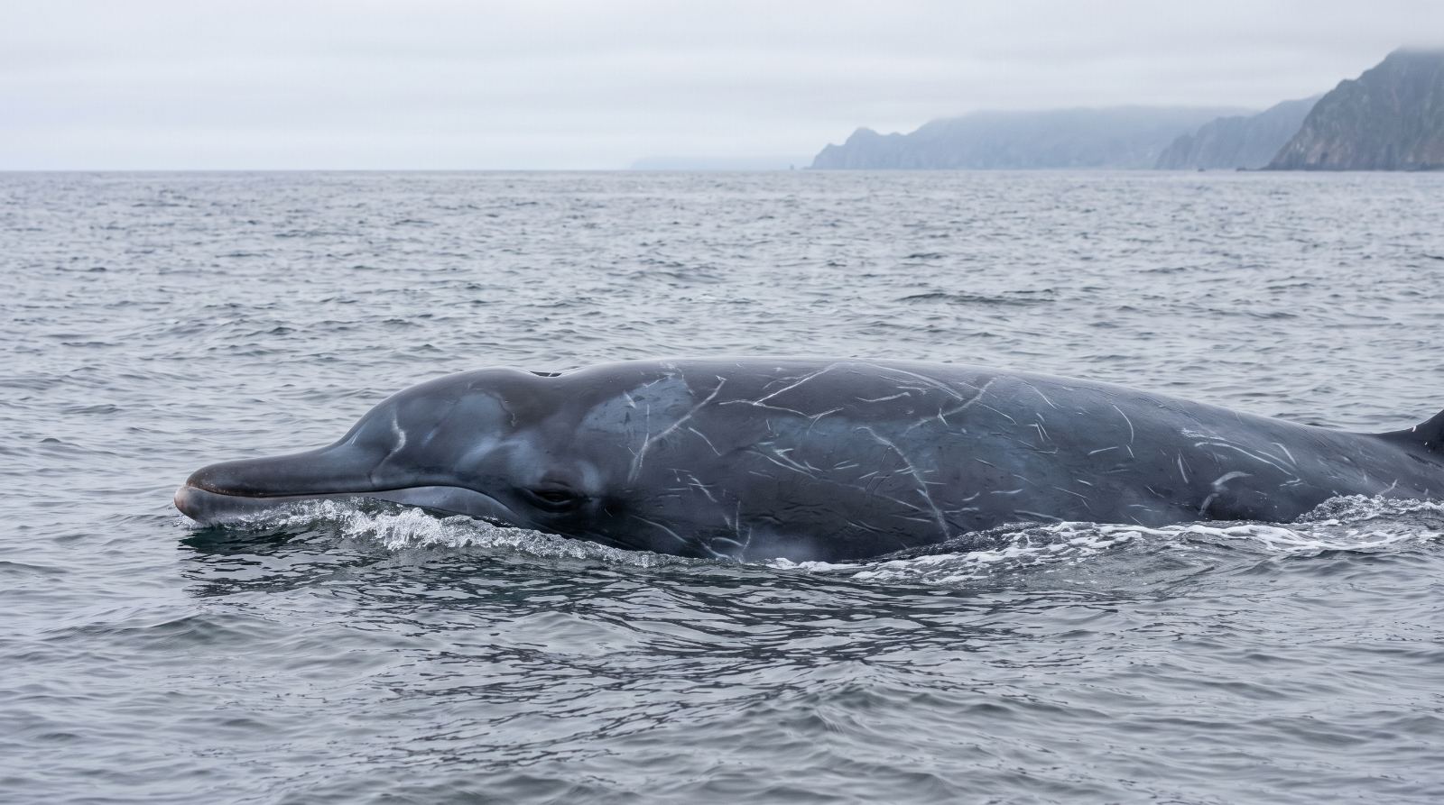 Baird's Beaked Whales