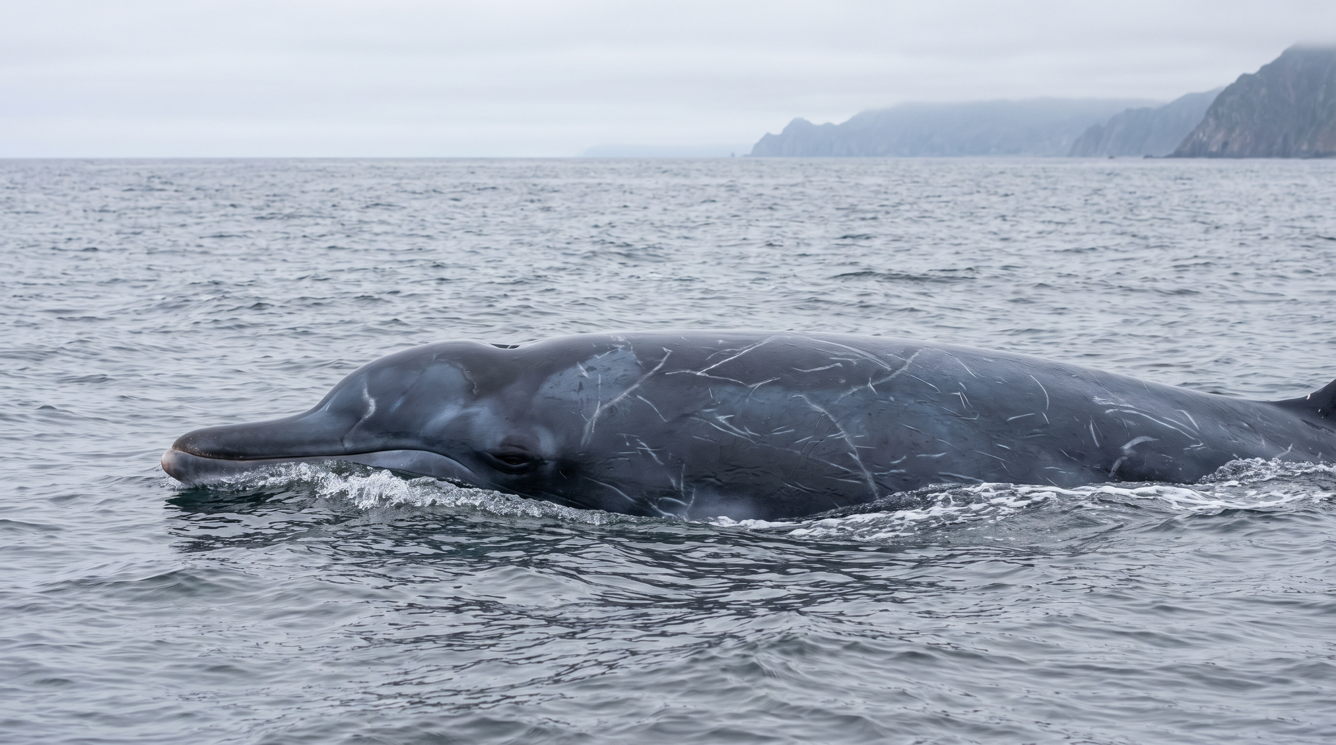 Baird's Beaked Whales