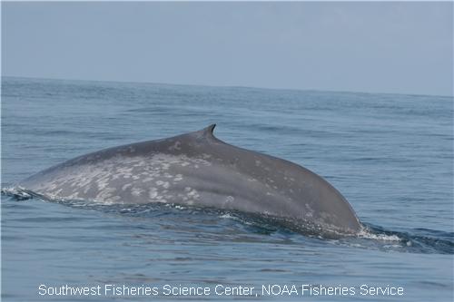 Blue Whales