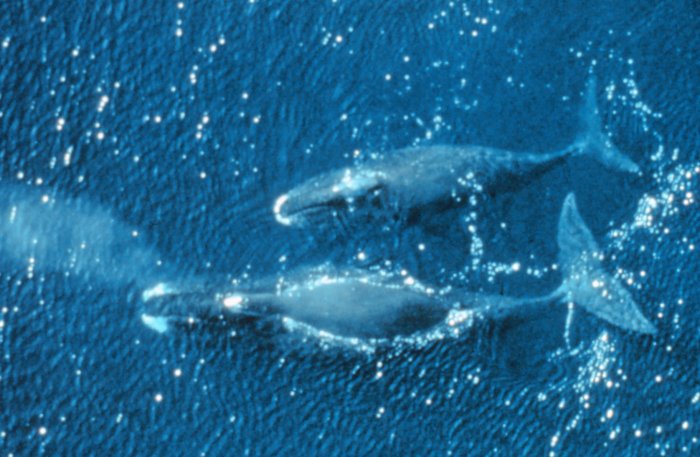 Bowhead Whales