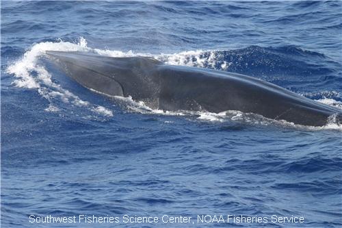 Bryde's Whales