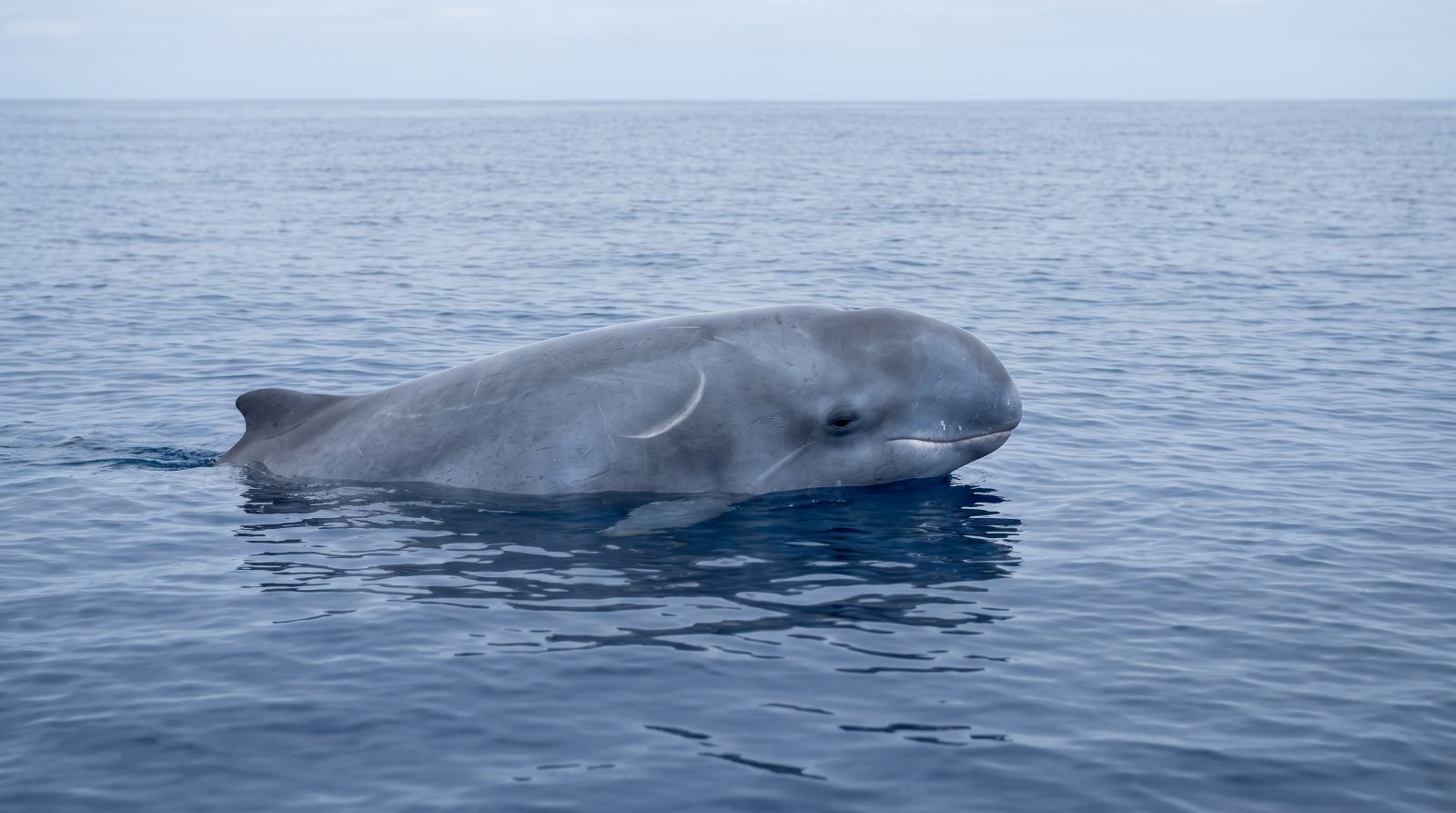 Dwarf Sperm Whales