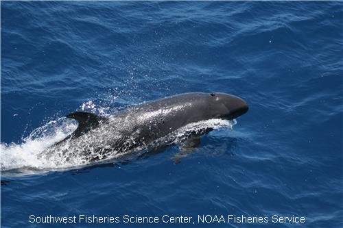 False Killer Whales