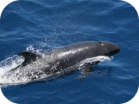 False Killer Whales
