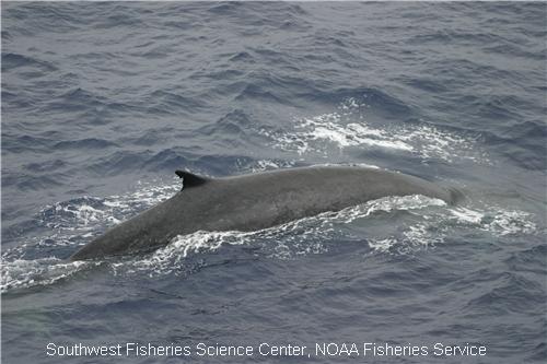 Fin Whales