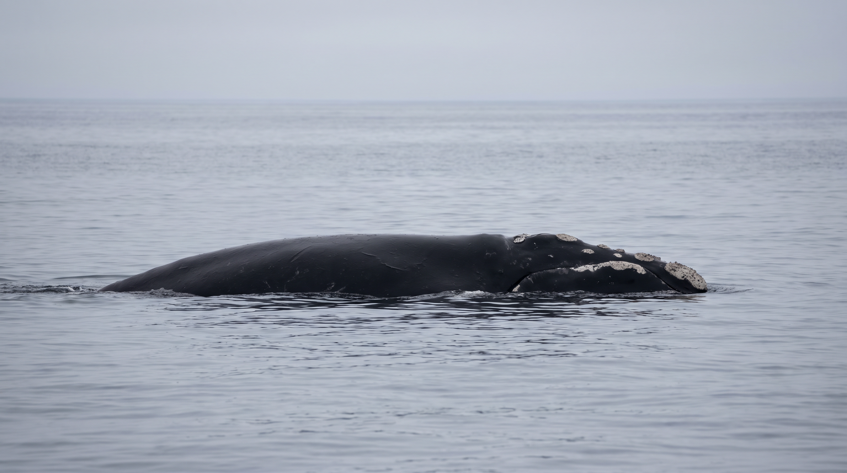 North Atlantic Right Whales