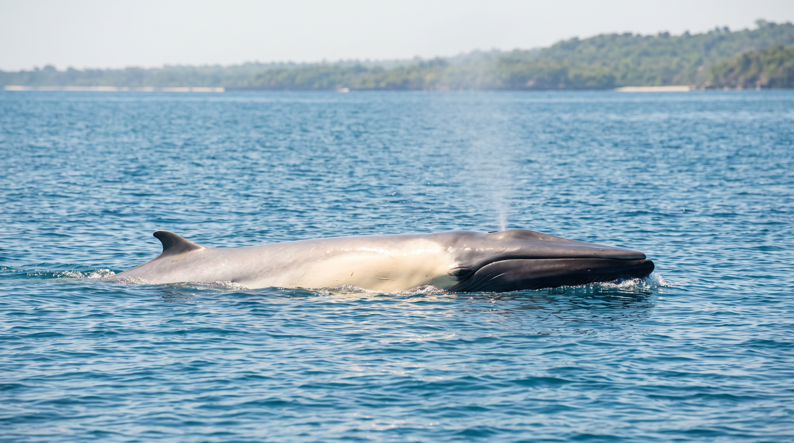Omura's Whales