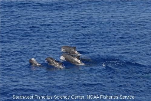 Pygmy Sperm Whales