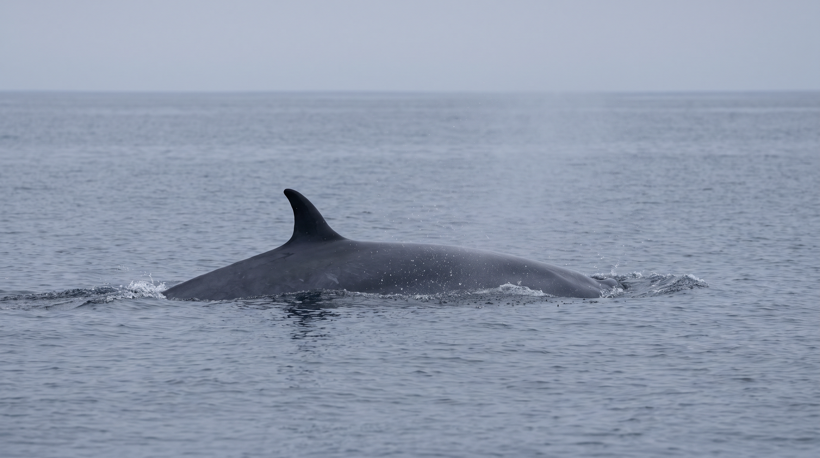 Sei Whales
